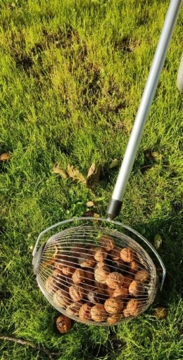ZBIERACZ DO ORZECHÓW OWOCÓW KASZTANÓW ZBIERACZ ORZECHÓW OWOCÓW KASZTANÓW