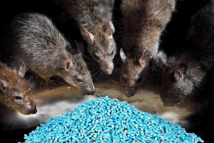 TRUTKA NA SZCZURY I MYSZY STRONG 5KG GRANULAT