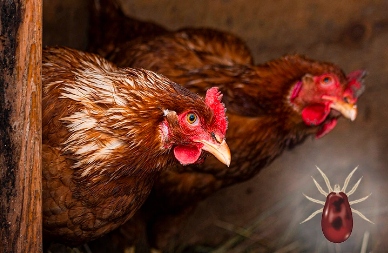 ZIEMIA OKRZEMKOWA dla Kur DIATOMIT 2x10 kg Choroby Ptaszyniec Pasożyty