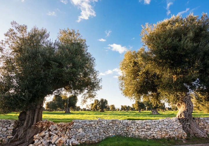 Oliwa z oliwek Extra Virgin 1L BIO SAPIO Świeża i łagodna