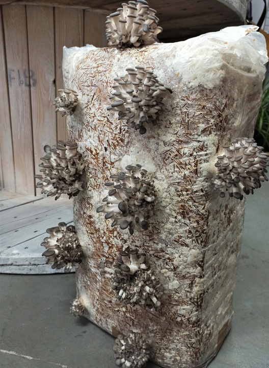 GRZYBNIA BOCZNIAKA DUŻY BALOT kostka około 15kg