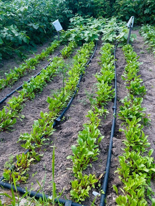 LINIA KROPLUJĄCA z kompensacją NAWADNIANIE 50m + 56 elementów Wąż pocący