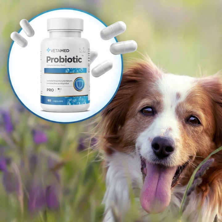 PROBIOTYK dla PSA I KOTA Prebiotyk VETAMED Probiotic 60 kapsułek + GRATIS