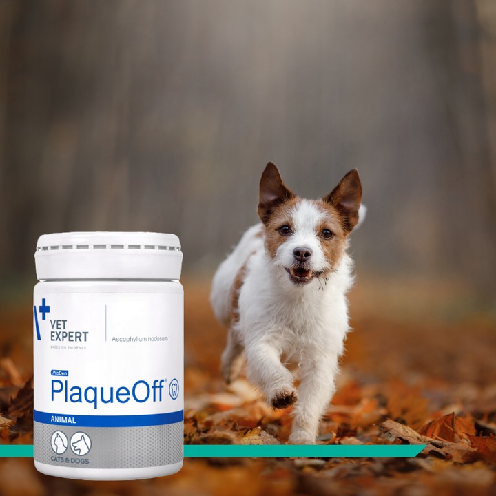 Proszek do zębów preparat dla psów i kotów Vet Expert Plaque Off 20 g