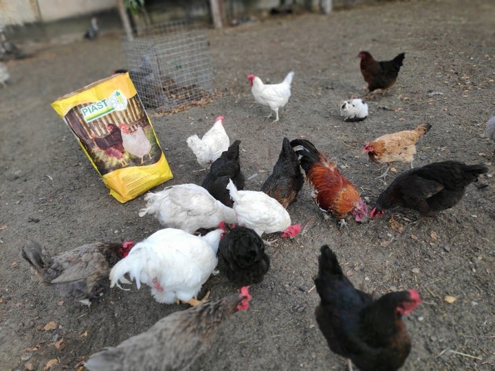 Pasza dla kur niosek GRANULOWANA Piast Pasza dla niosek pełnoporcjowa 25 kg