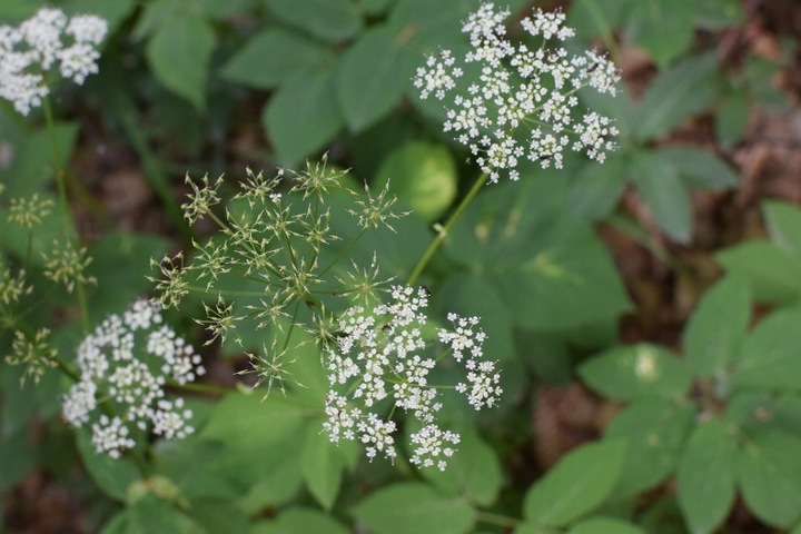 GALLUP 5L 360SL Glifosat hebicyd totalny