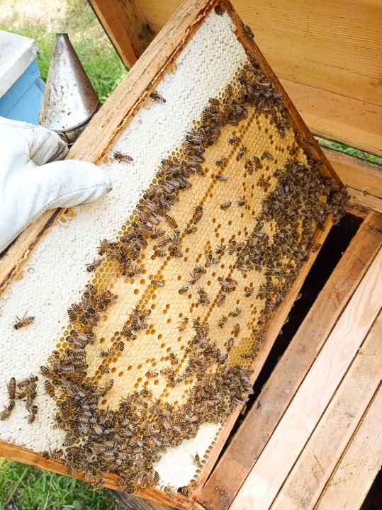 Miód Wielokwiatowy z RODZINNEJ PASIEKI