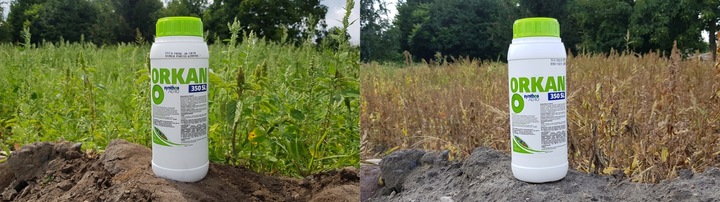 ORKAN 350SL 1L ŚRODEK CHWASTOBÓJCZY CHWASTY SKRZYP PERZ MNISZEK +RĘKAWICZKI