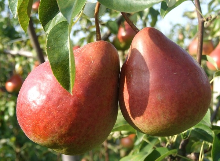 Nawóz Mikoryza Drzewa i Krzewy Owocowe Mycelium