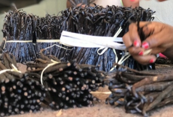 WANILIA LASKI 10 SZT 10-14 cm Laska Wanilii JAKOŚĆ 1 ŚWIEŻE, WILGOTNE LASKI