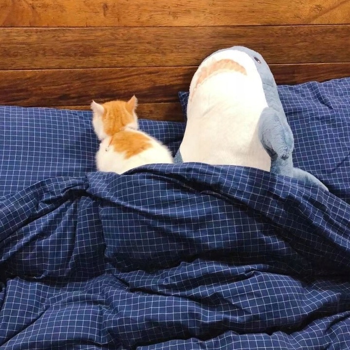 blahaj Duży rekin pluszak 100 cm Przytulanka