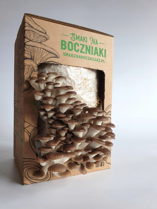 Grzybnia do uprawy domowej boczniak łyżkowaty