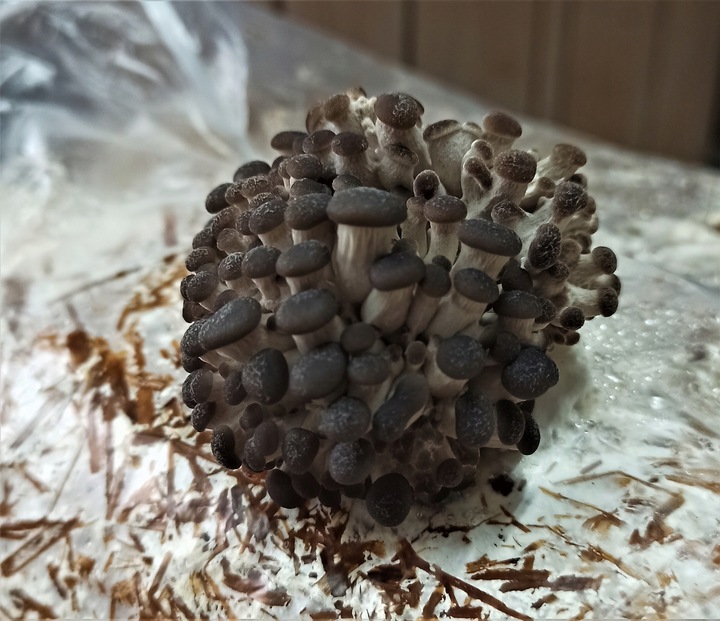 GRZYBNIA BOCZNIAKA DUŻY BALOT kostka około 15kg