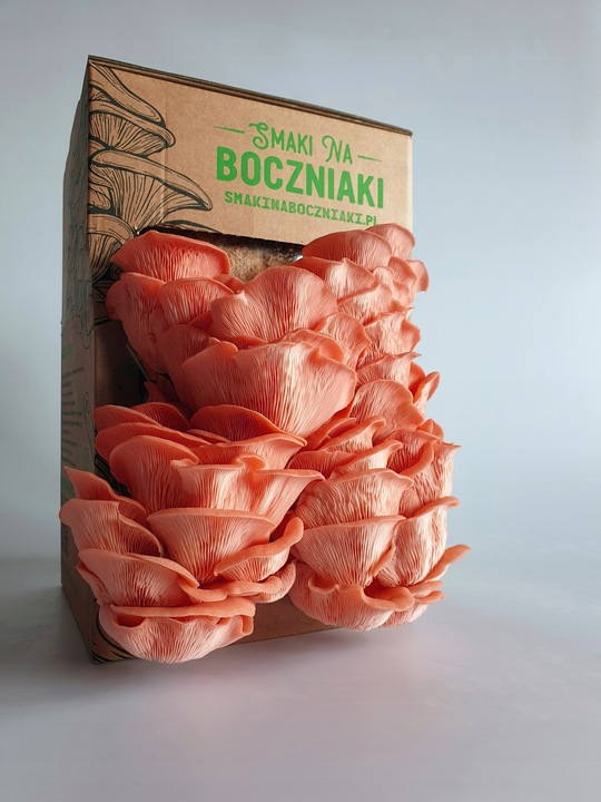 Grzybnia do uprawy domowej boczniak różowy