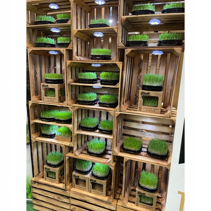 2x EKO Trawka Dla Kota Trawa Odkłaczająca Przysmak EKOLOGICZNA WYROŚNIĘTA