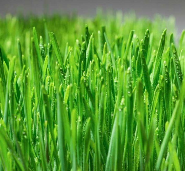 2x EKO Trawka Dla Kota Trawa Odkłaczająca Przysmak EKOLOGICZNA WYROŚNIĘTA