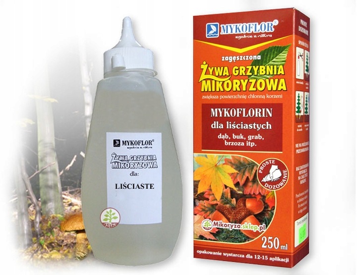 Mikoryza dla drzew liściastych