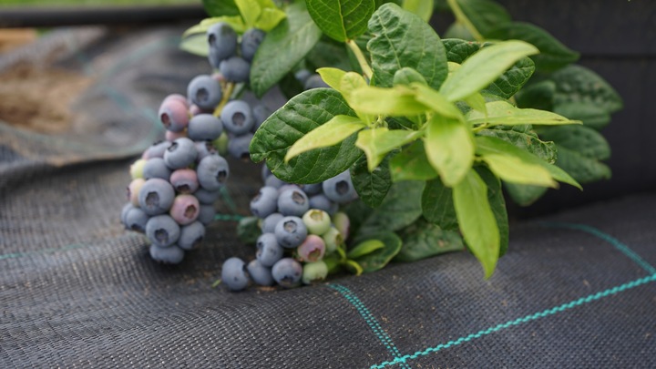 AGROTKANINA 110G 1,6x50m PREMIUM UV 3% AGROWŁÓKNINA CZARNA MATA + KOŁKI