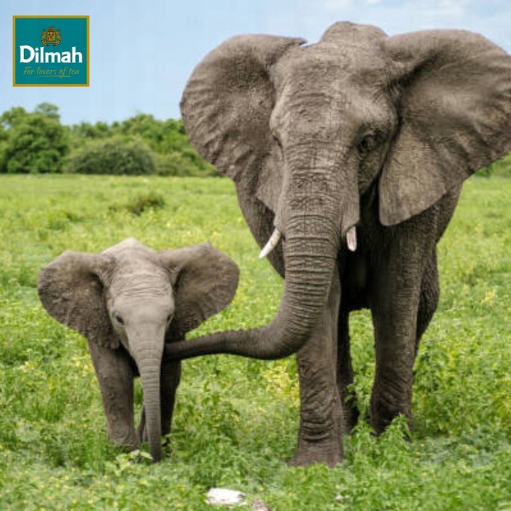 Herbata czarna Dilmah Earl Grey 100 kopert