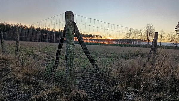SIATKA LEŚNA ogrodzeniowa 100cm 8/15 L - ROLKA 50m - GRUBY DRUT OCYNKOWANA