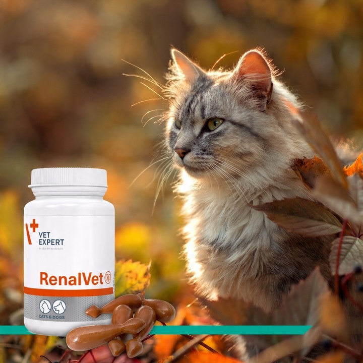 Preparat dla psów kotów na nerki Vet Expert Renalvet 60 kapsułek twist-off