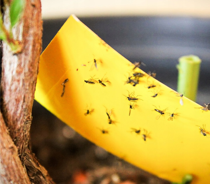 LEP DO DONICZEK SZKLARNI NA MSZYCE ZIEMIÓRKI MUSZKI MRÓWKI NO PEST (60 SZT)