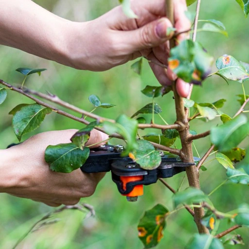 Sekator DO SZCZEPIEŃ okulizacji drzew + taśma
