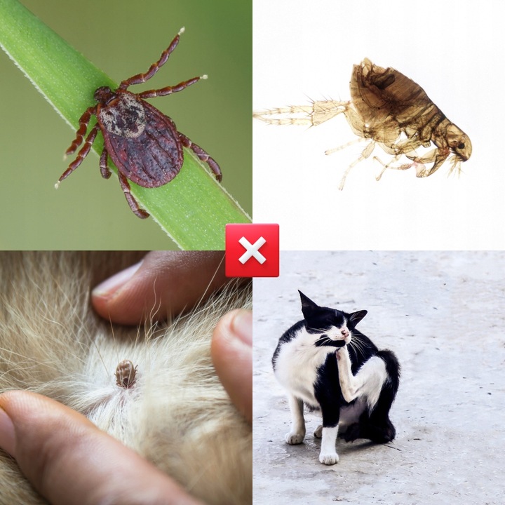 PREPARAT NA PCHŁY I KLESZCZE DLA KOTA NA PÓŁ ROKU KROPLE 6 SZT DIMETHICON