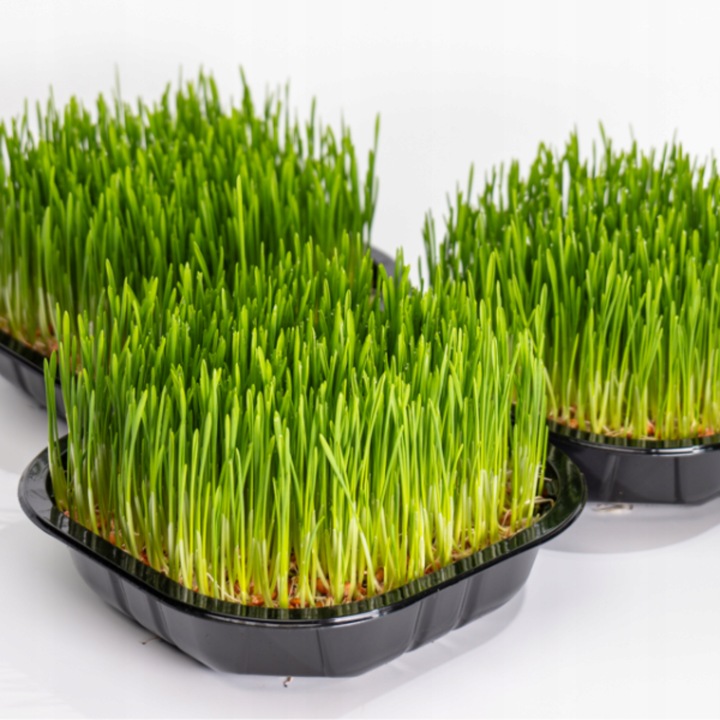 2x EKO Trawka Dla Kota Trawa Odkłaczająca Przysmak EKOLOGICZNA WYROŚNIĘTA