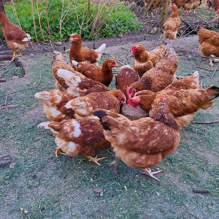 Dziobak dla kur PECKIT 4kg witaminy dla kur niosek na kanibalizm z muszlami