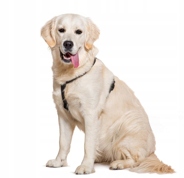 SZELKI GUARD DLA PSA REGULOWANE MOCNE BEZUCISKOWE WYGODNE PORZĄDNE roz. M