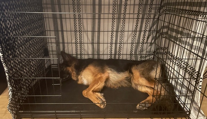 DUŻA KLATKA KENNELOWA KOJEC Transporter dla PSA PSÓW 106x71x81 cm XXL