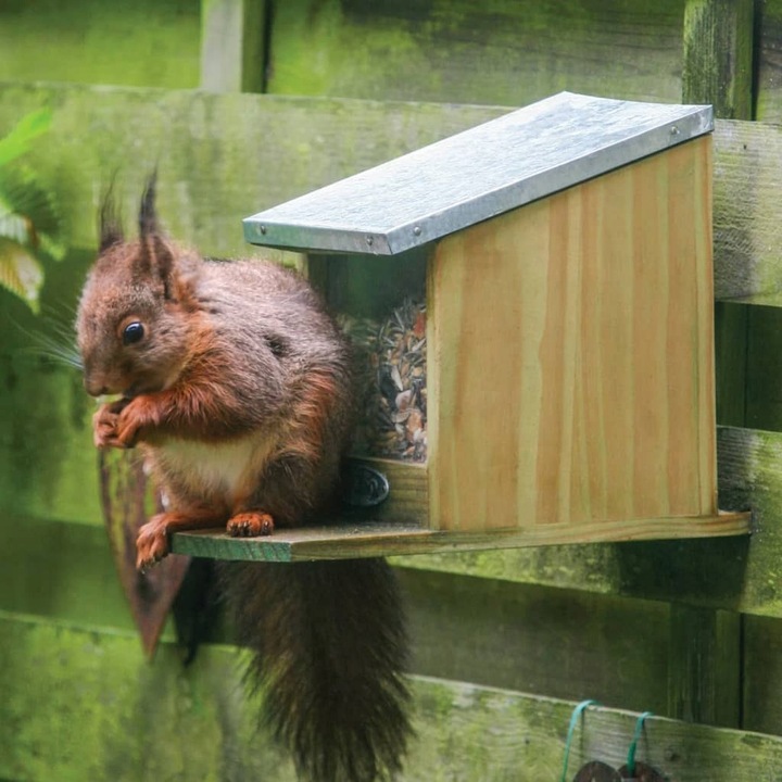 Karmnik dla wiewiórek WA09, Wiewiórka, Domek, Karmnik do ogrodu