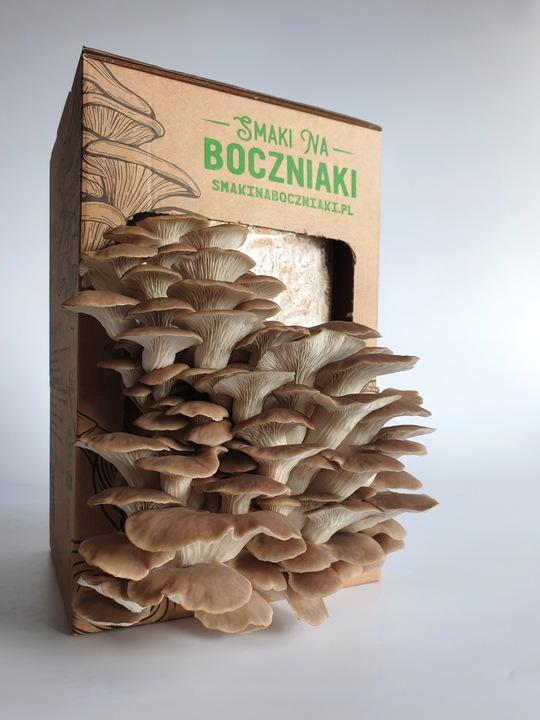 Grzybnia do uprawy domowej boczniak łyżkowaty