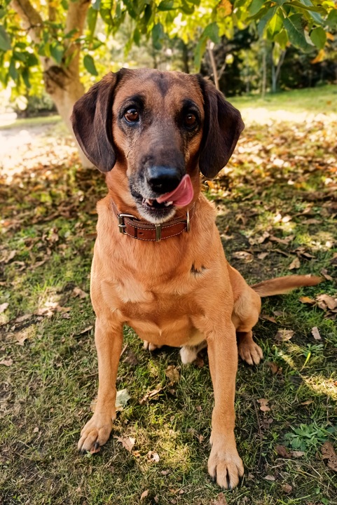 Gryzak NATURALNY poroże jelenia dla psa L HARD 15-17 cm