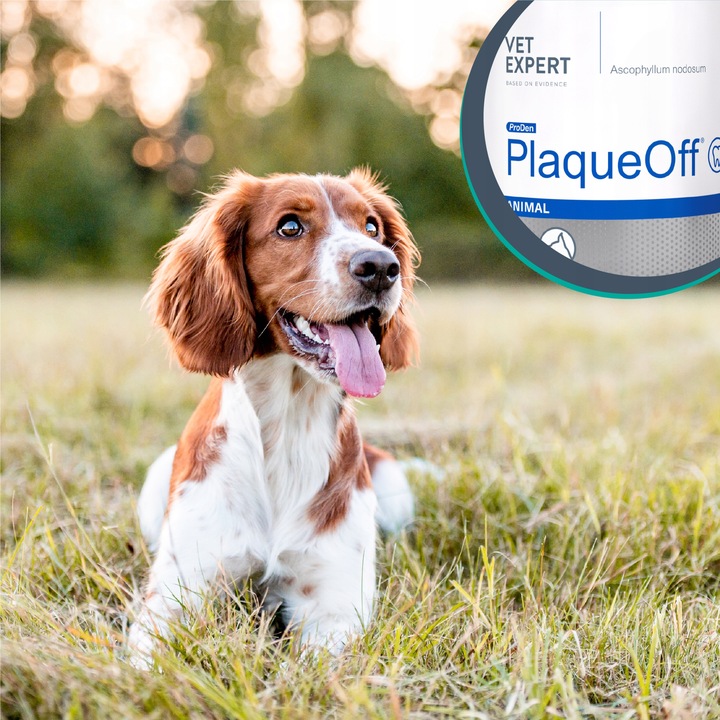 Proszek do ZĘBÓW preparat dla psów i kotów kamień VET EXPERT PLAQUE OFF 40g