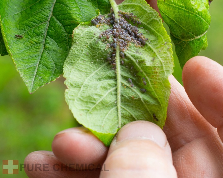 OLEJEK NEEM DO ROŚLIN NIERAFINOWANY NATURAL 500ml