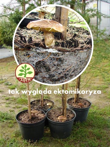 Mikoryza dla DRZEW IGLASTYCH grzybnia