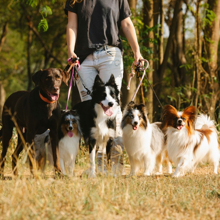 WORECZKI NA PSIE ODCHODY BIODEGRADOWALNE WORKI NA KUPY BIO + ETUI 765 sztuk