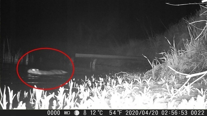 Fotopulapka HC-900A 1080p Kamera Lesna Suntek FullHD Karta SD 16GB Baterie