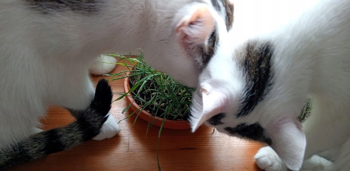 KROPLE NA KLESZCZE I PCHŁY DLA KOTA ZESTAW 6 SZTUK DAWEK PRZECIW KLESZCZOM