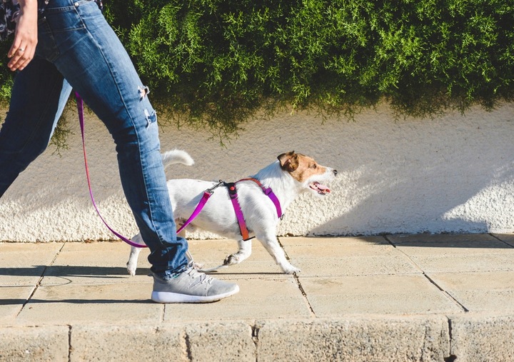 SZELKI GUARD DLA PSA REGULOWANE MOCNE BEZUCISKOWE WYGODNE PORZĄDNE roz. M