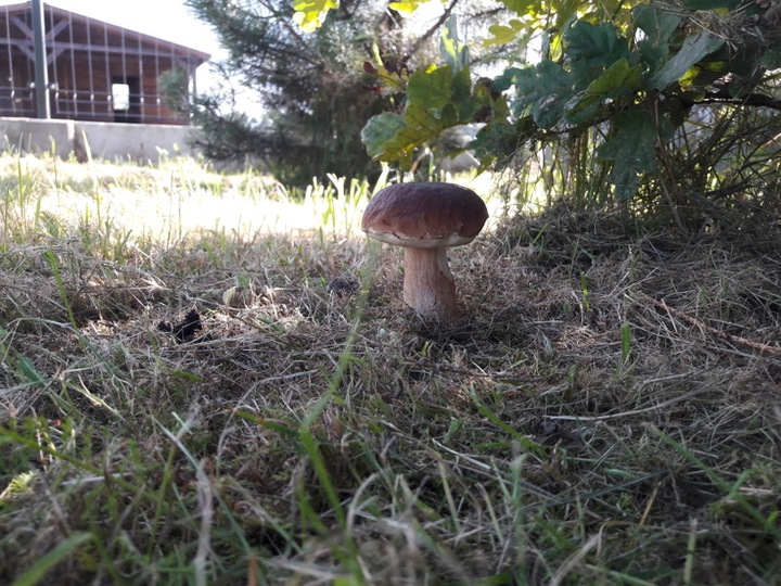 Grzybnia Borowik szlachetny + Kurka pieprznik