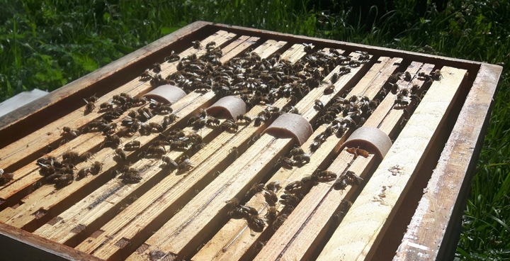 Kwas Szczawiowy 33% Paski - 40 sztuk Paski do Ula Paski dla pszczół