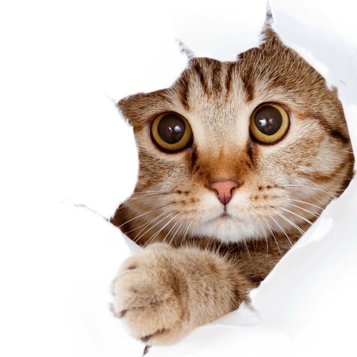 ZESTAW PROBIOTYK PETBIOM 63G DLA PSA KOTA GRYZONI BRAK PROBLEMÓW JELITOWYCH