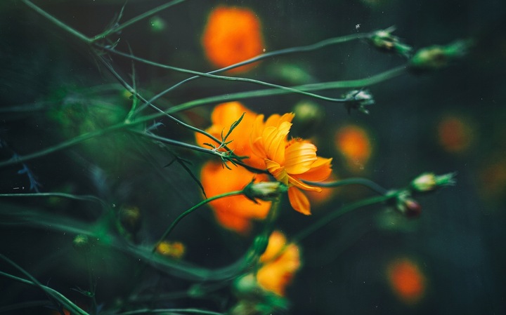 Doktor's BEST Opti MSM siarka 1500mg 120 tab STAWY