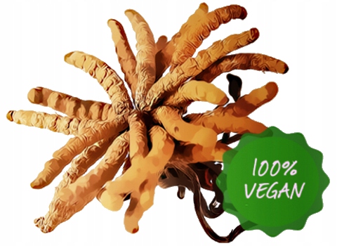 CORDYCEPS CS-4 Mycomedica 90 kaps LIBIDO WITALNOŚĆ