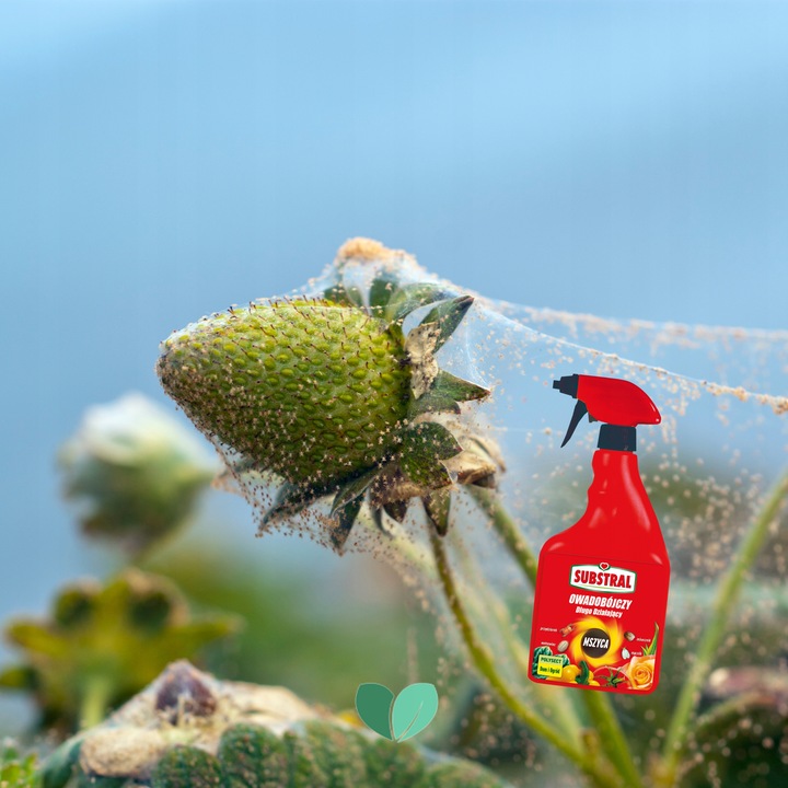 SUBSTRAL Owadobójczy Długodziałający POLYSECT Mszyca Mączlik Przędziorek x2