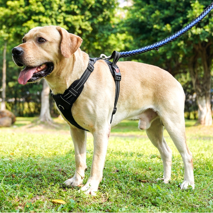 SZELKI BEZUCISKOWE dla dużego psa typu GUARD ELITE XL dla owczarka czar