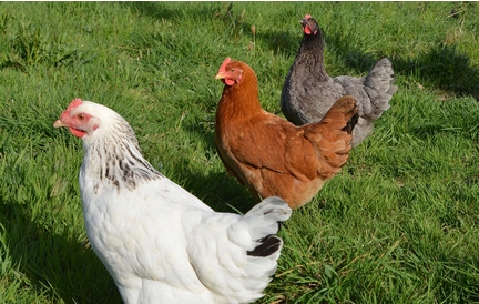 WITAMINY DLA KUR NIOSEK 10KG VITA-CHICK BEZ GMO KONSERWANTÓW MIKROELEMENTY